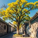 春树北京全新
